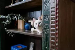 Mi esposo y su madre se deshicieron de mi gato mientras yo estaba fuera, pero nunca esperé que mi vecino me ayudara a vengarme