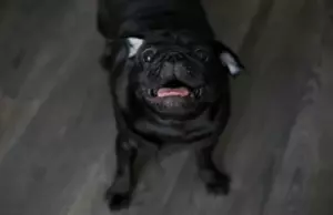 La dueña de un perro con derecho a todo hizo del aeropuerto un infierno para todos. Se merecía lo que yo hice en la puerta de embarque.